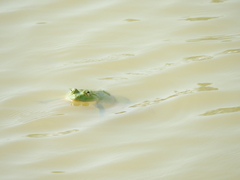 Euphlyctis hexadactyla