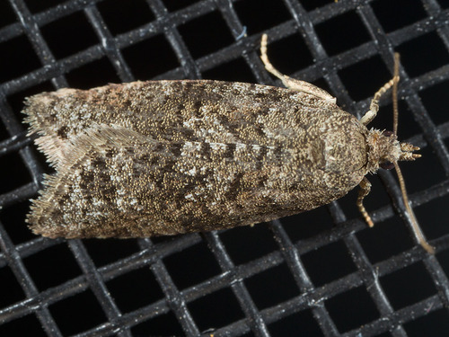 Tortricidae