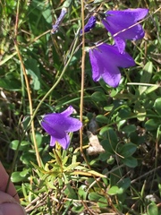 Campanula rotundifolia