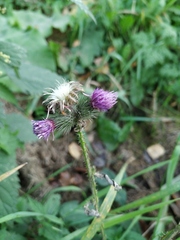 Carduus crispus
