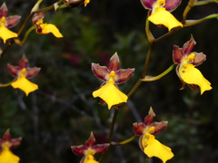 Cyrtochilum aureum