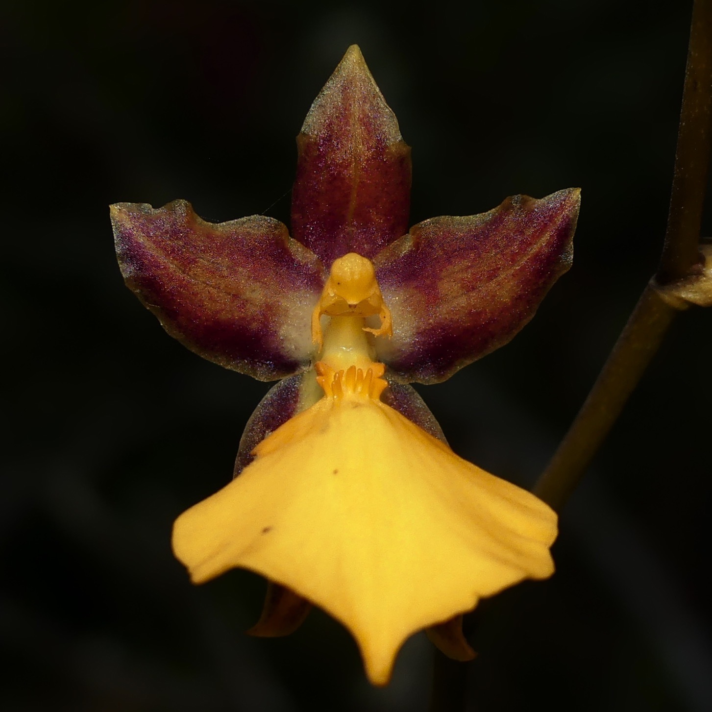 Cyrtochilum aureum (Lindl.) Kraenzl. 2