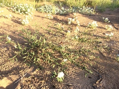 Phyllanthus warnockii