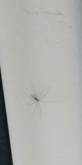 Pholcidae