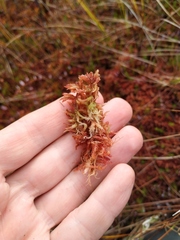 Sphagnum medium