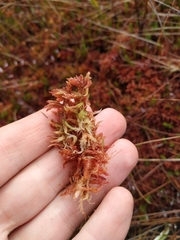 Sphagnum medium