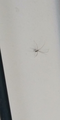 Pholcidae