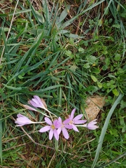 Colchicum cupanii