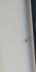 Pholcidae