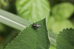 Chrysomya rufifacies