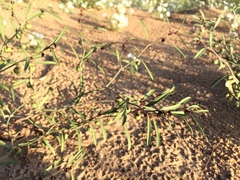 Phyllanthus warnockii