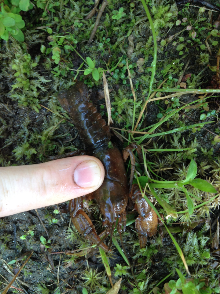 Mitten Crayfish