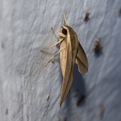 Theretra queenslandi