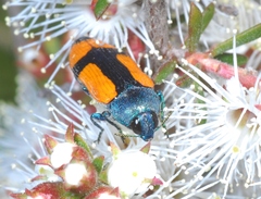 Castiarina skusei