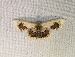 Idaea macrospila
