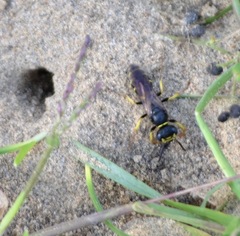 Philanthus solivagus