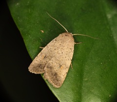 Athetis bremusa