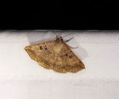 Blasticorhinus rivulosa