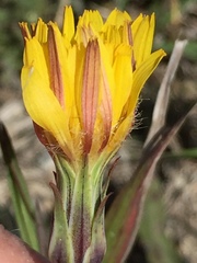 Agoseris glauca
