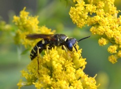 Philanthus solivagus