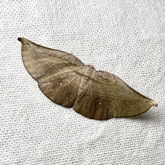 Xenomusa metallica