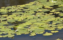 Nymphoides indica