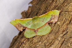 Fascellina plagiata