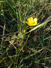 Ranunculus