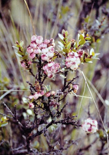 Gaultheria mundula observed 2017-07-01