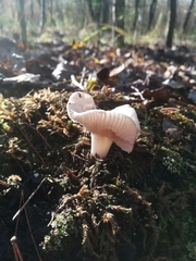 Russula