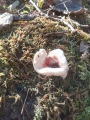 Russula