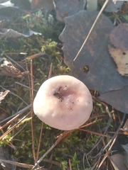 Russula