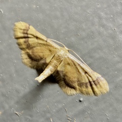 Idaea trypheropa