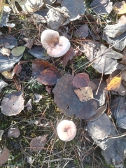 Russula