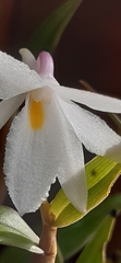 Dendrobium montanum
