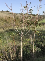 Ailanthus altissima