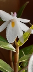 Dendrobium montanum