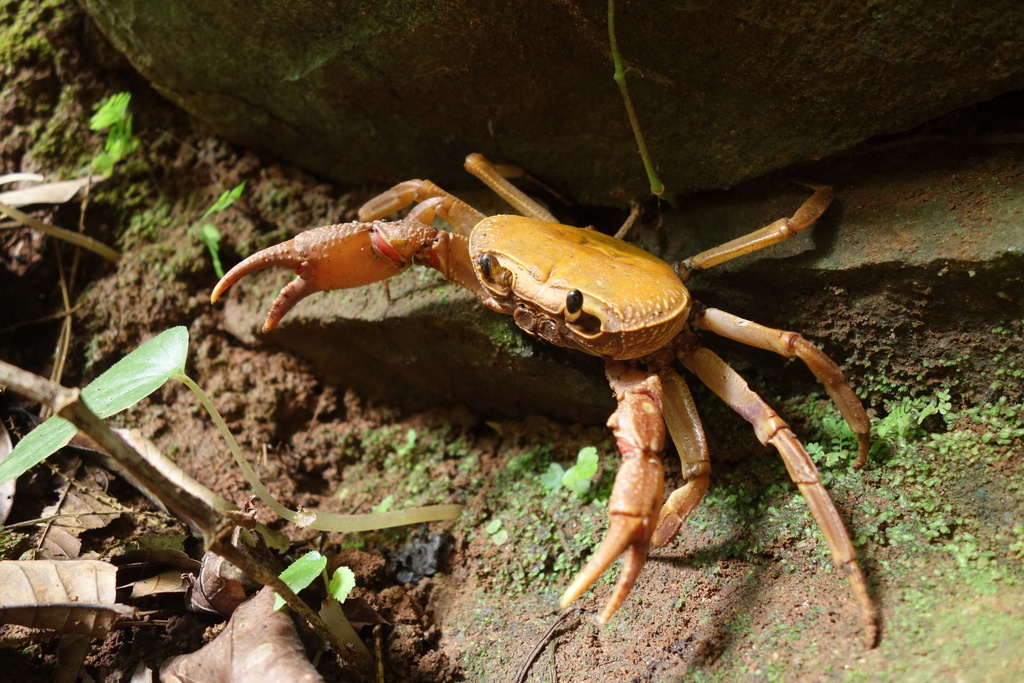 Con Dao Island Freshwater Crab
