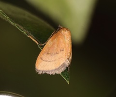 Spatulifimbria castaneiceps