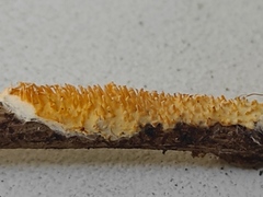 Sarcodontia uda