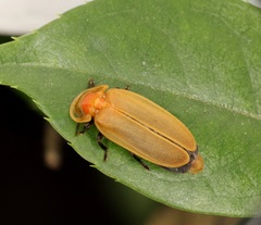 Diaphanes citrinus