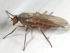 Empidinae