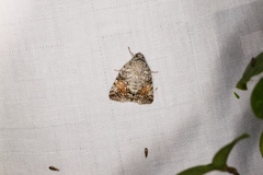 Blenina quinaria