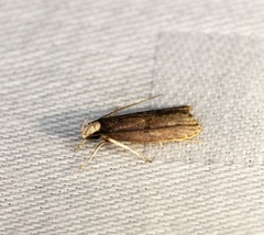 Epichostis
