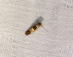 Hieromantis arcuata