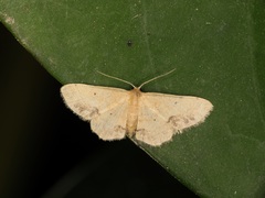 Idaea chotaria