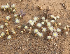 Mesembryanthemum subtruncatum