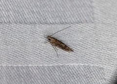 Metharmostis multilineata