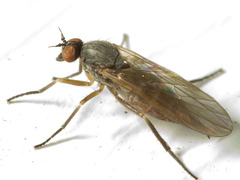 Empidinae