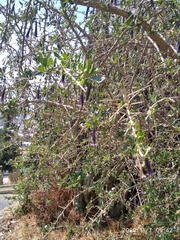 Dunalia brachyacantha